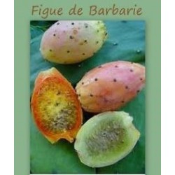 Cosmétique: Huile de Figue de Barbarie Bio 30ml